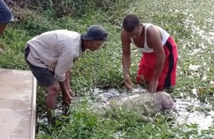 A Grandpa in Blimbingsari Found Dead Floating in a Fish Pond