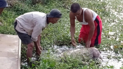 Seorang Kakek di Blimbingsari Ditemukan Tewas Mengapung di Kolam Ikan