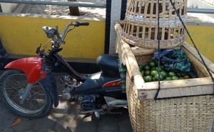 Steal Oranges 1 quintal, Budiyono Arrested by Police