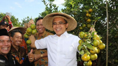 Collaborate with Ministry of Agriculture, Banyuwangi Develops Superior Oranges in the Highlands