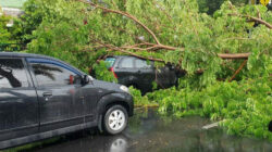 Hujan-Disertai-Angin,-Pohon-Tumbang-Timpa-Mobil-dan-Motor-di-Banyuwangi