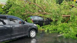 Hujan Deras, Pohon Tumbang Timpa Mobil dan Motor di Banyuwangi