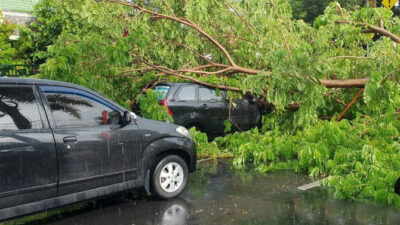 Heavy rain, Pohon Tumbang Timpa Mobil dan Motor di Banyuwangi