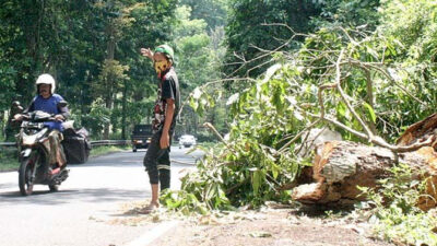 Rainy season, Kumitir is prone to landslides and fallen trees