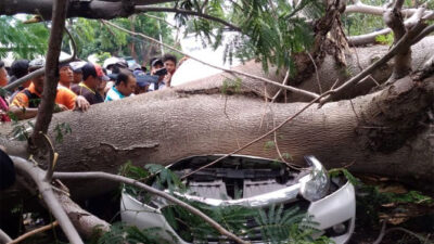 A fallen tree hits a car, Two victims rushed to hospital