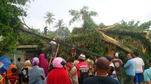 Heavy rain, Fallen Tree Overwrites 2 Resident House