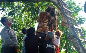 commotion! Grandfather in Tegaldlimo Found Dead Hanging on Mango Tree