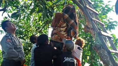 Geger! Kakek di Tegaldlimo Ditemukan Tewas Tergantung di Pohon Mangga