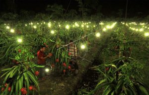 Kementan Gandeng Tiga Investor Serap 150 Ton Buah Naga Petani Banyuwangi