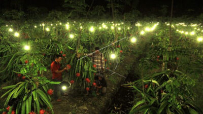 Kementan Gandeng Tiga Investor Serap 150 Ton Buah Naga Petani Banyuwangi