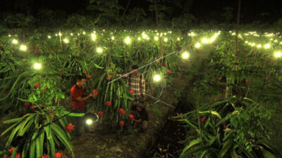 Ministry of Agriculture Collaborates with Three Investors Absorb 150 Tons of Dragon Fruit Farmer Banyuwangi