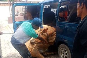 Door! Maling Sapi Asal Jember Ditembak Polisi, 2 Kabur