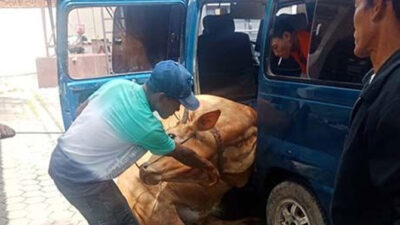 Door! Maling Sapi Asal Jember Ditembak Polisi, 2 Kabur