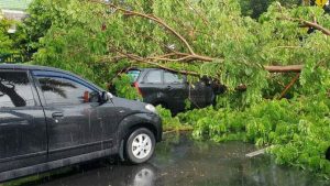 Musim Hujan, Pemkab Banyuwangi Bentuk Satgas Pohon Tumbang