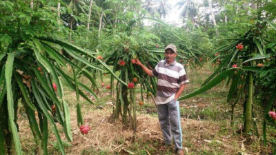 Harga Buah Naga Terjun Bebas, Cuma Rp 2.500 Per Kg