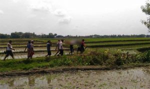 Petani di Gambiran Ditemukan Tewas di Sawah