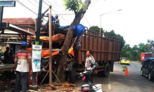 Brakk! Truk Muatan Pupuk Ringsek Tabrak Pohon di Ketapang