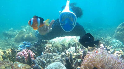 Ribuan Lobster Dilepasliarkan di Bangsring Underwater