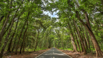 Taman Nasional Alas Purwo, Geopark Banyuwangi yang Dihuni Ratusan Flora dan Fauna