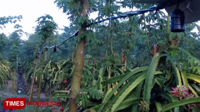 Puluhan Lampu di Kebun Buah Naga Raib Dicuri