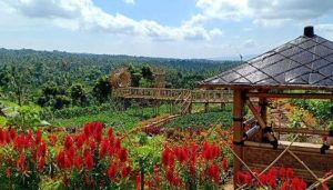 Translucent Visitors 9.000 People per Day, Extended Banyuwangi Agro Expo Implementation