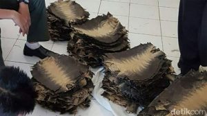 Penyelundupan Ratusan Lembar Kulit Biawak Lewat Bandara Banyuwangi Digagalkan