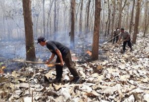 Gara-gara Puntung Rokok, Hutan Jati di Banyuwangi Selatan Terbakar