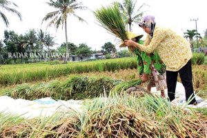 Hama Tikus Serang Tanaman Padi di Songgon