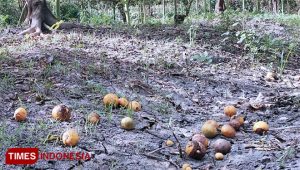 Memasuki Puncak Kemarau, Ribuan Warga Terdampak Kekeringan