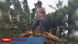 Polisi Tangkap Pelaku ‘Ilegal Logging’ di Banyuwangi