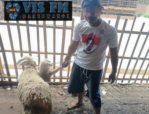 Polisi Tangkap Pencuri Kambing di Banyuwangi