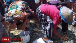 Residents Fight for Rice Seeds in Keboan Aliyan