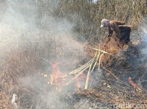 Ratusan Hektare Lahan Tiga Gunung di Banyuwangi Habis Terbakar