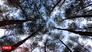 13 Ribu Hektare Lahan Perhutani Banyuwangi Selatan Resmi Digarap Warga
