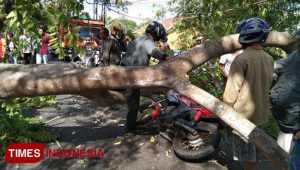 Pengendara Motor di Singojuruh Tertimpa Pohon Saat Melintas