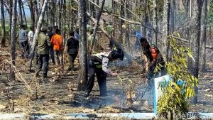 Ratusan Hektare Hutan di Alas Purwo Terbakar