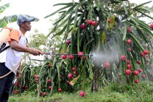 Price of Dragon Fruit in Banyuwangi Drops, This is the cause