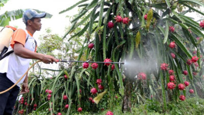 Harga Buah Naga di Banyuwangi Anjlok, Ini Penyebabnya