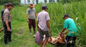 Seorang Kakek Ditemukan Meninggal Dunia di Kebun Tebu