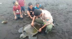 Penyu Lekang Mati di Pantai Pulau Santen