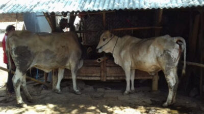 Ditinggal Komplotan, Maling Sapi Bonyok