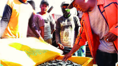 Nelayan Grajagan Panen Ikan Lemuru