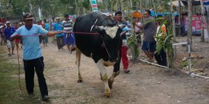 Pemkab Banyuwangi Siapkan Protokol Covid-19 untuk Pedagang Hewan Kurban