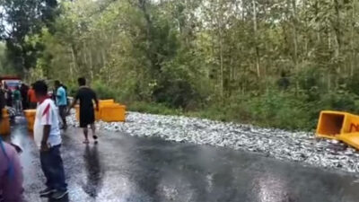 Overturned Pickup, Lemuru Spilled on the road