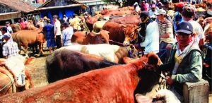 Bali Cattle Flood Banyuwangi Market