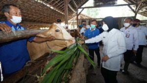 Pemkab Banyuwangi Keliling Periksa Ternak Gratis