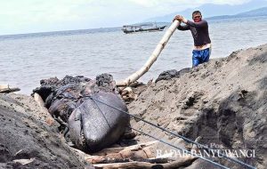 Paus Terdampar Mati, Dikubur di Tepi Pantai