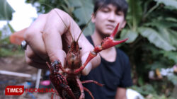 pembudidaya_lobster