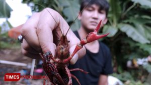 Modal Nekat, Pengangguran di Banyuwangi Sukses Budidaya Lobster Air Tawar