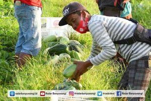 Blessings of Ramadan, Krai Farmers Earn Rp 8 Millions a Month